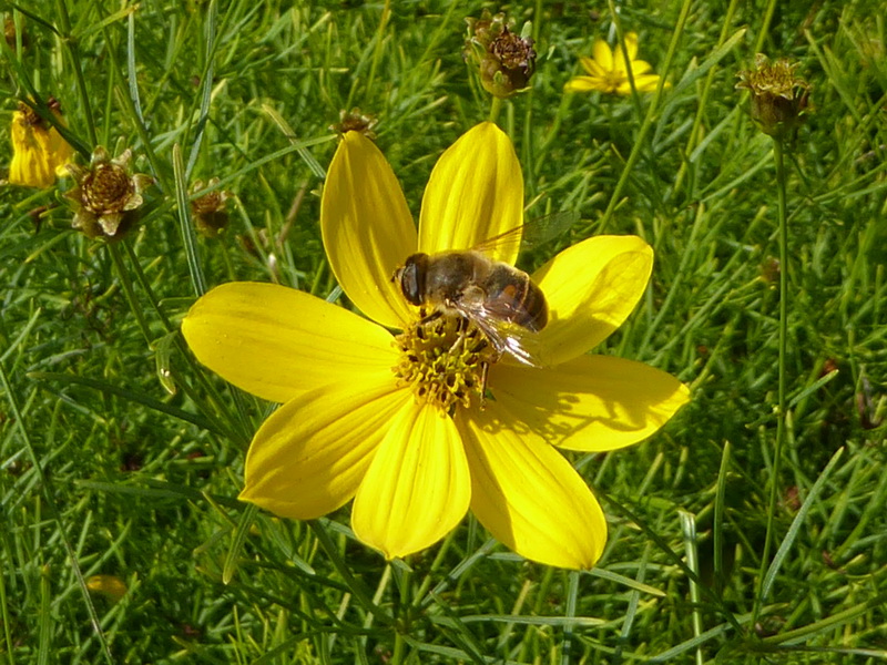 Schwebfliege