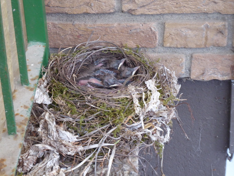 Das Nest wurde 2 Tage später von Elstern zerstört. 
