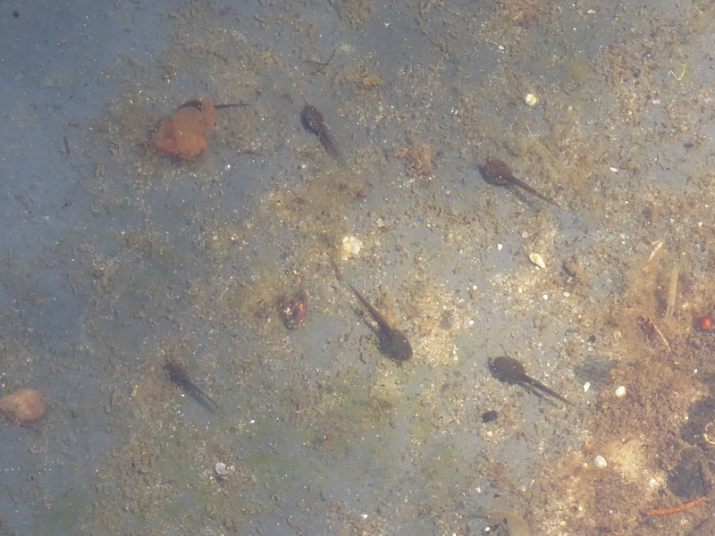 Kaulquappen des Grasfrosches