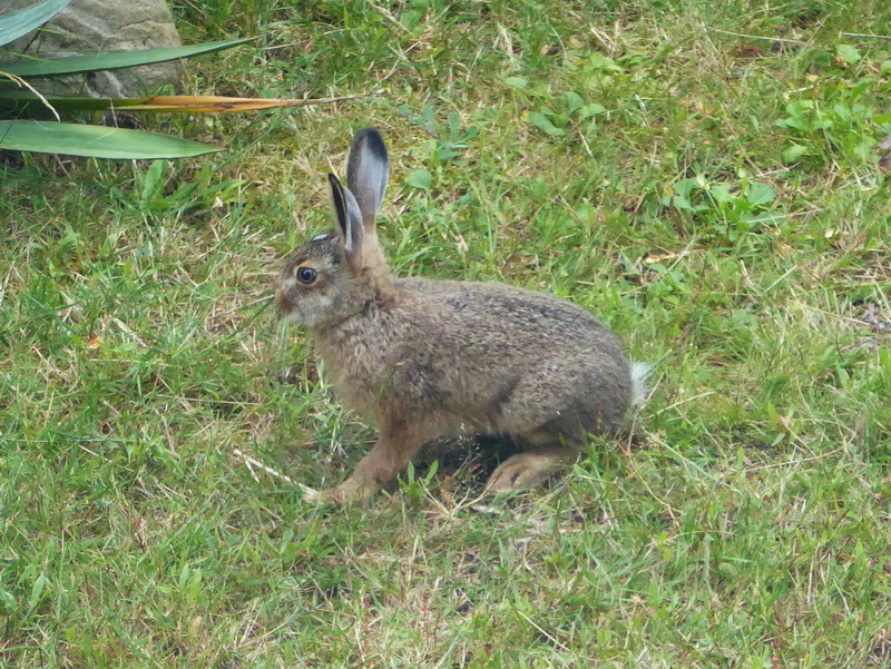 Der junge Hase.
