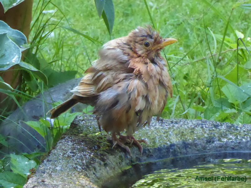 Junge Amsel (Fehlfarbe)