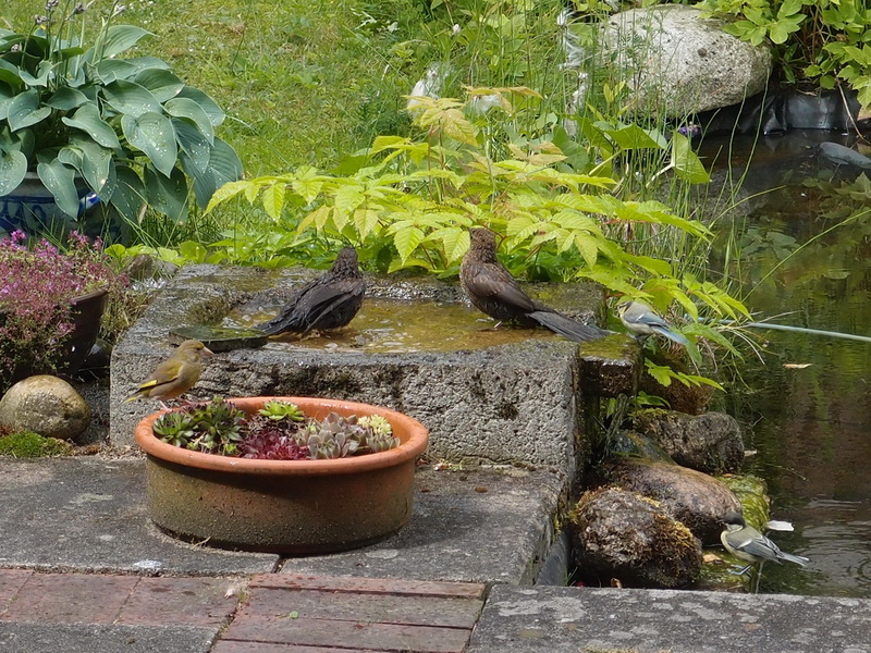 4 Vogelarten wollen baden (junge Amseln, Grünfink, Blau-und Kohlmeise)