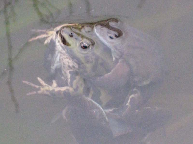 Wasserfrösche