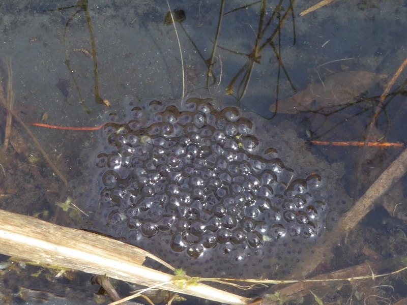Laich des Grasfrosches