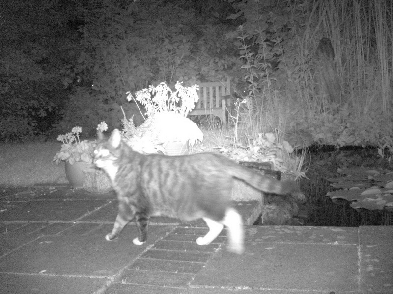 Nachts sind alle Katzen grau.