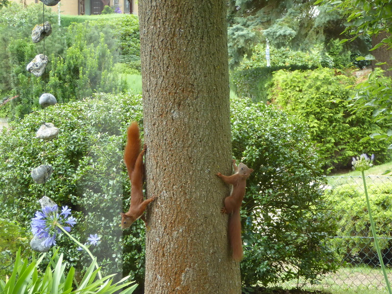 Verspielte junge Eichhörnchen