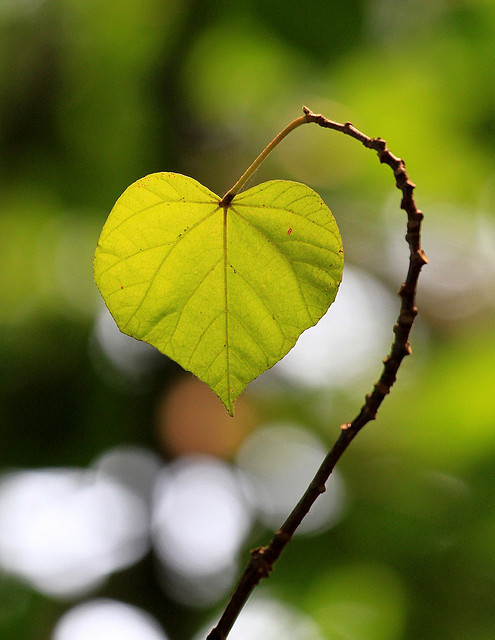 benvenuta primavera: la stagione dei cuori