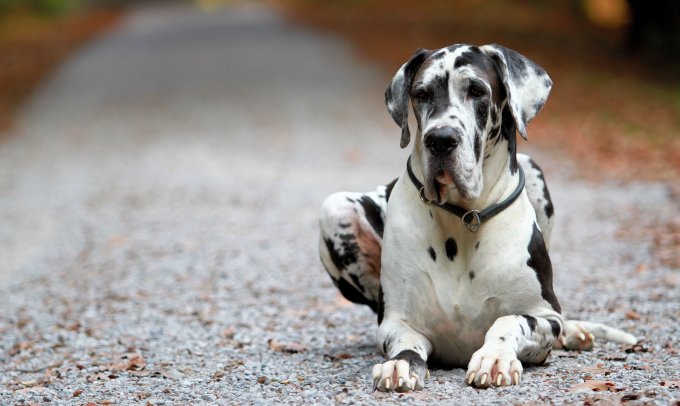 Scdd Deutscher Doggen Clubs Webseite