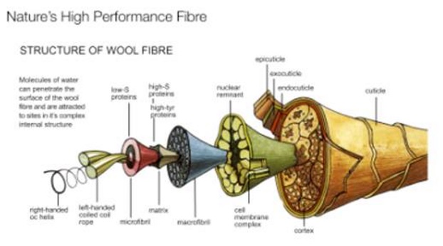 複雑なウールの構造