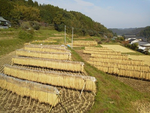 天日干しの新米は美味い！ - 農家民泊 古民家の宿まつもと