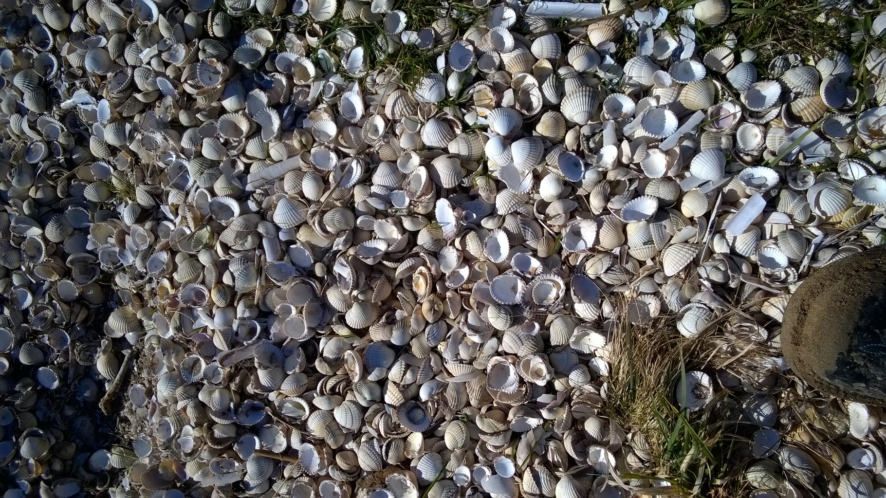 We're walking on the seashells