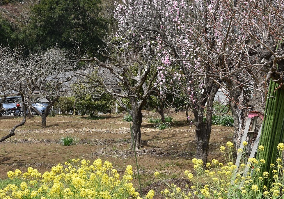 春の一日、菜の花と桃が綺麗でした。