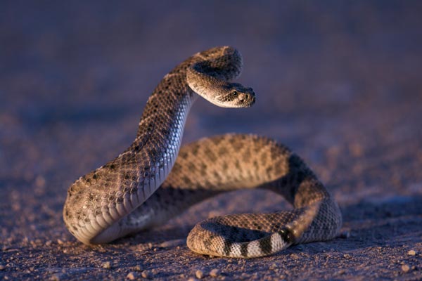 Crotale diamantin de l'ouest (Crotalus atrox).