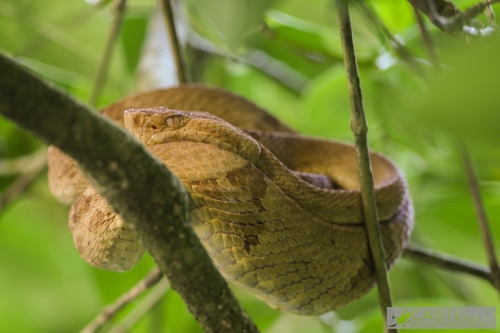 Fer-de-Lance Doré (Bothrops insularis).