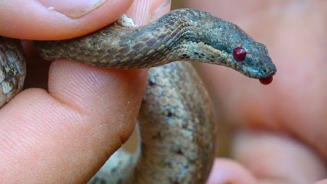 Tropidophis canus, un incroyable comportement défensif.