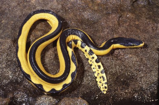 Hydrophide à ventre jaune.