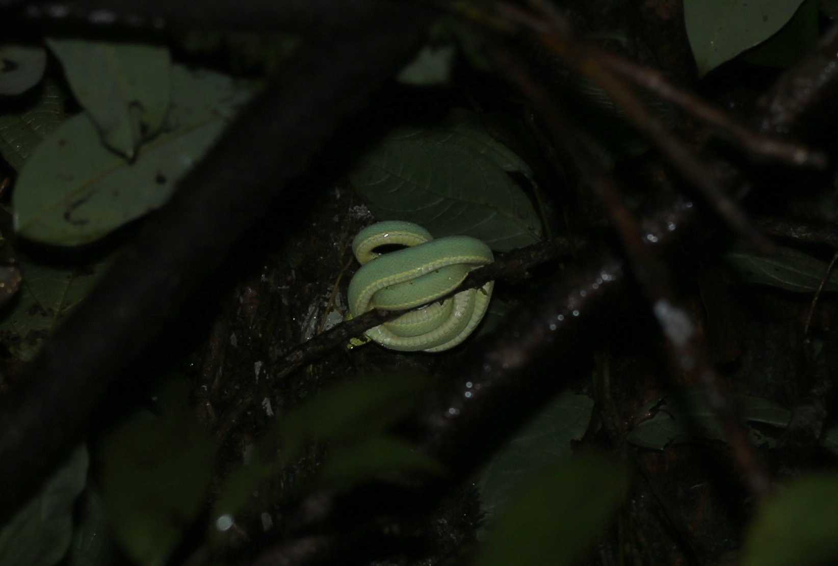 Bothrops bilineata
