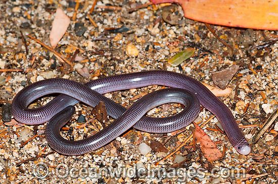Ramphotyphlops nigrescens, la terreur des fourmis.