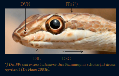 Fossettes vomérau-nasales et infralabiales chez la même espèce.