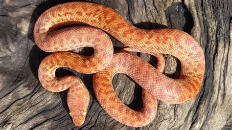 Antaresia perthensis, le plus petit python du monde.