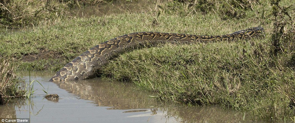 Python de Seba traversant un cours d'eau africain.