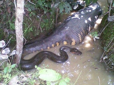 Un anaconda vert au ventre plein.