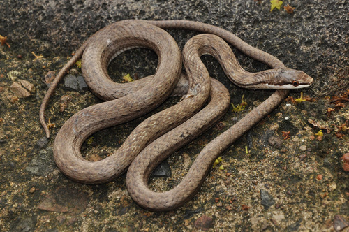Borikenophis portoricensis richardi