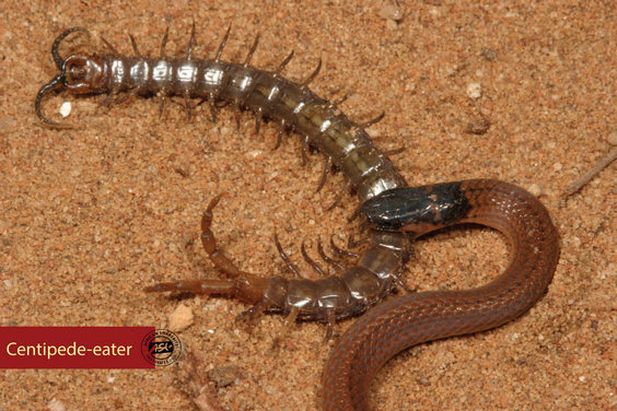 Aparallactus capensis