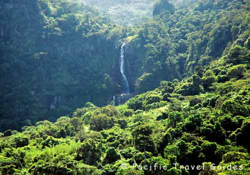 Viti Levu, son habitat.
