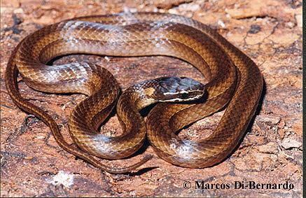 Taeniophallus bilineatus