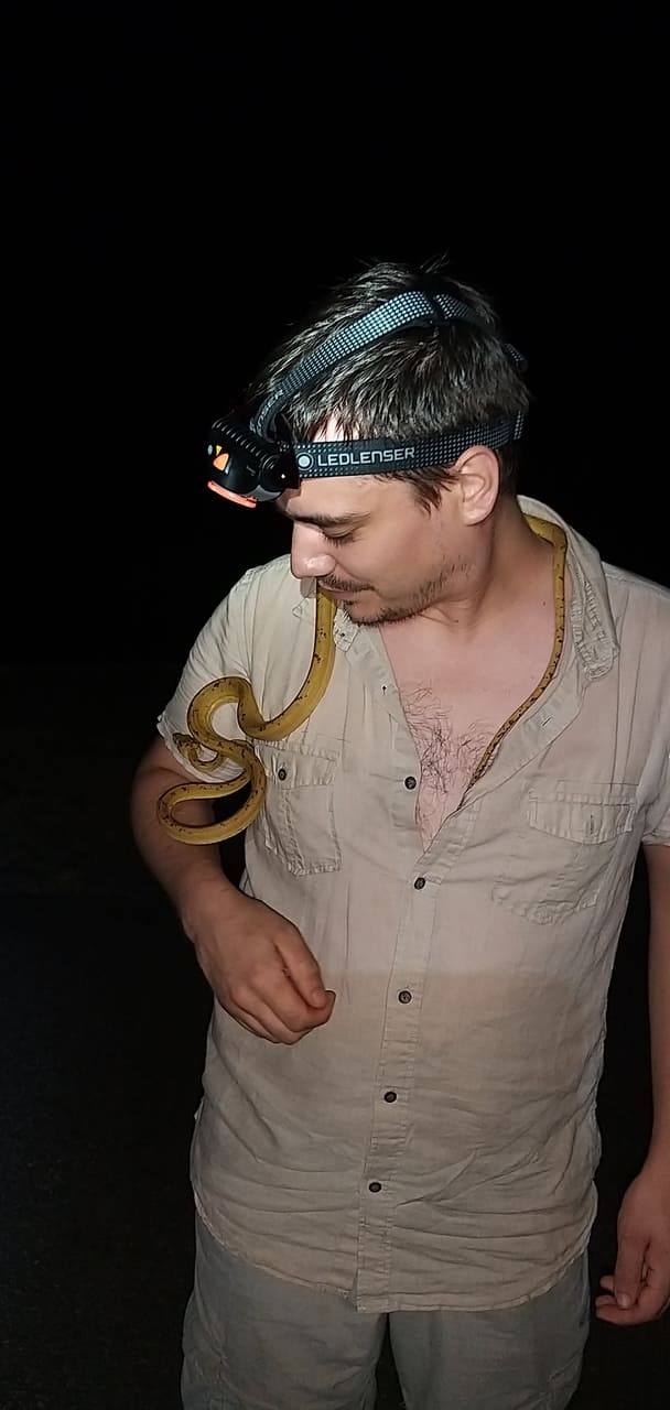 Avec un beau boa des jardins (Corallus hortulana), Guyane 2021.
