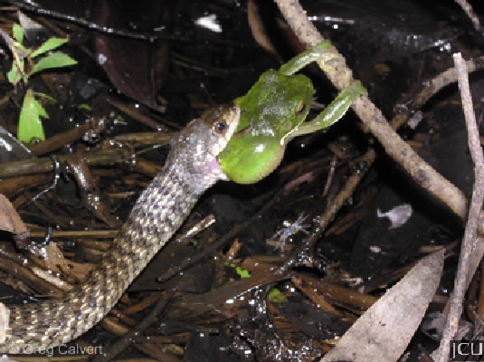 Tropidonophis mairii