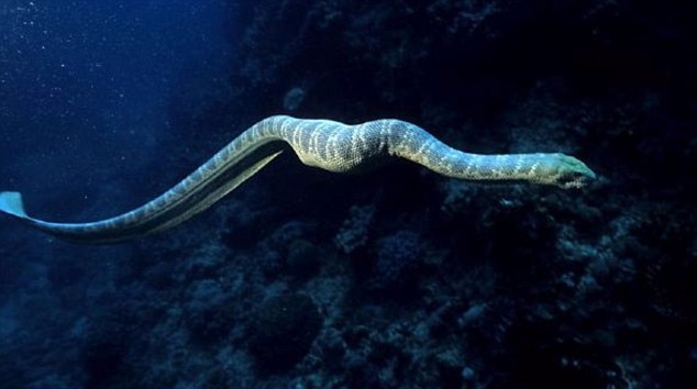 Hydrophide de Stoke (Hydrophis stokesii).