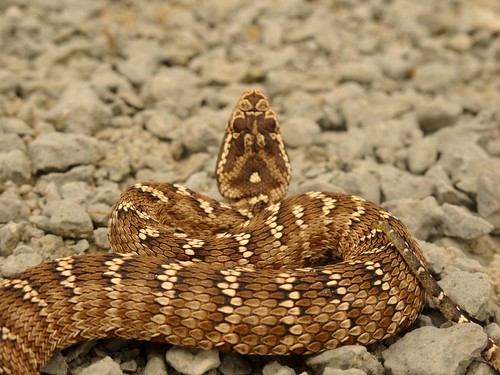 Gloydius halys.