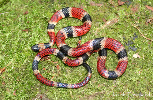 Pliocercus elapoides.