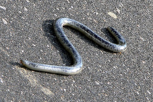 Afrotyphlops schlegelii