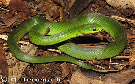 Erythrolamprus atraventer