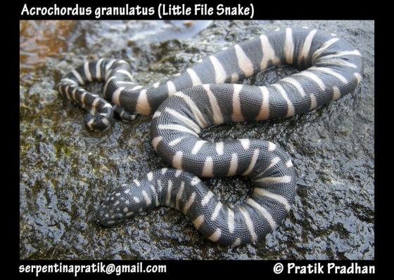 Acrochorde granuleux (Acrochordus granulatus).