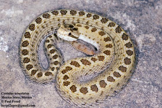 Crotalus triseriatus.