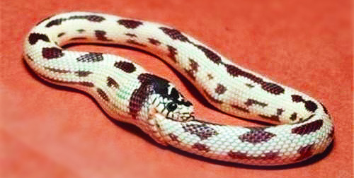 Un serpent roi s'autodévorant