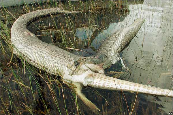 Célèbre photographie d'un gigantesque python molure ayant avalé un (trop gros) alligator.