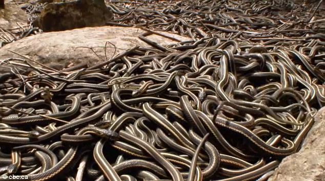 Rassemblement de serpents-jarretière (Thamnophis sirtalis).