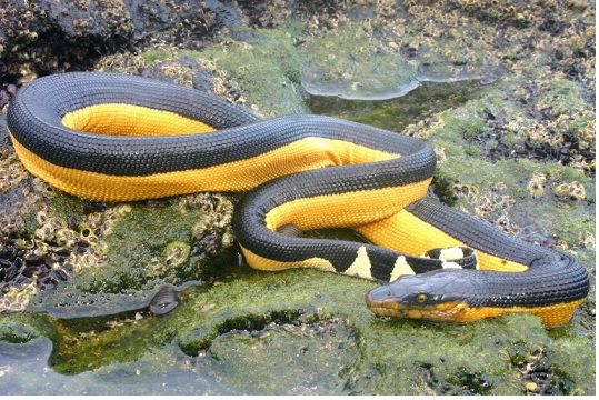 Hydrophide à ventre jaune.