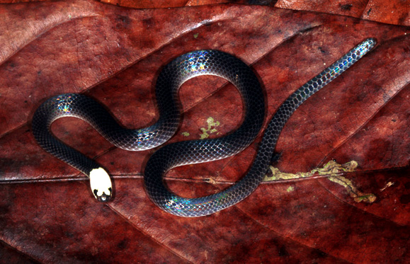 Idem pour cet Enuliophis sclateri.