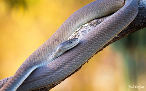 Mamba noir (Dendroaspis polylepis).
