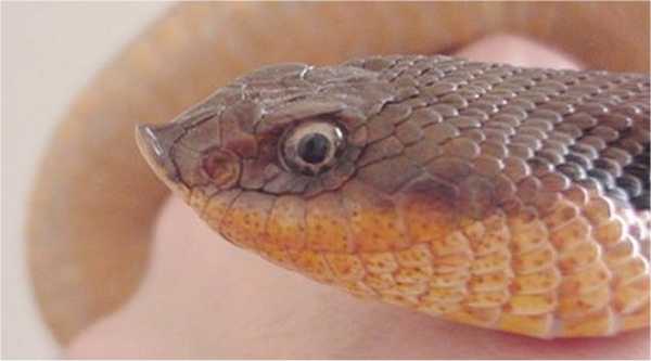 Heterodon platirhinos