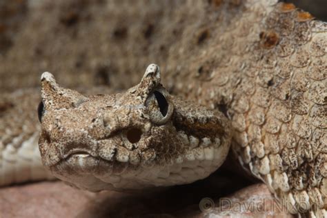 Crotale cornu (Crotalus cerastes).