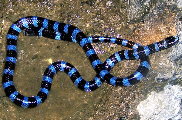 Tricot-rayé bleu (Laticauda laticaudata).