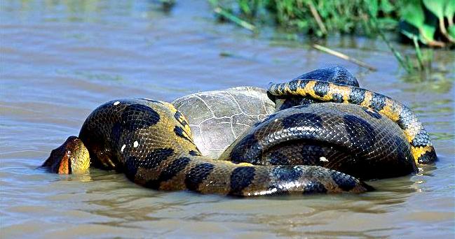 Anaconda vert (Eunectes murinus)