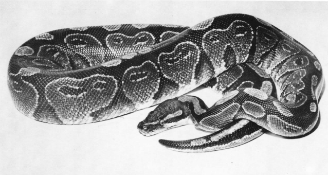 Le petit python royal dont il est question, qui a vécu jusqu'à l'âge de 48 ans.